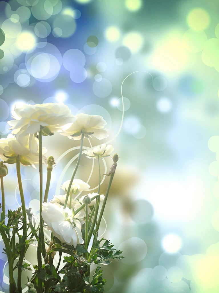 white-rose-on-shiny-bright-background_z15BhnD_